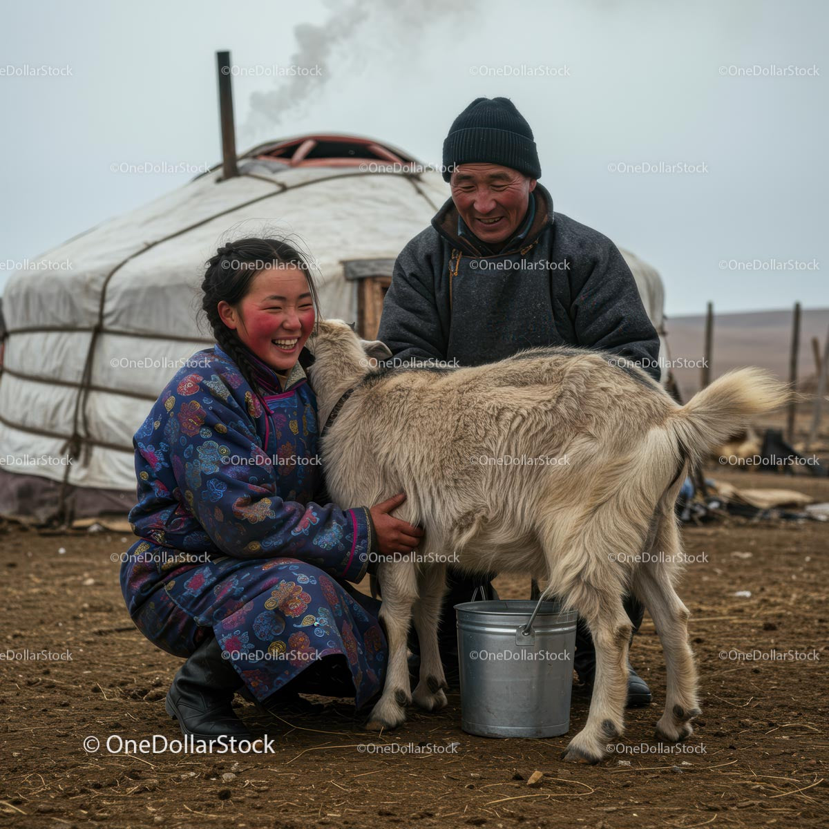Mongolian Nomads with Goat near Traditional Yurt