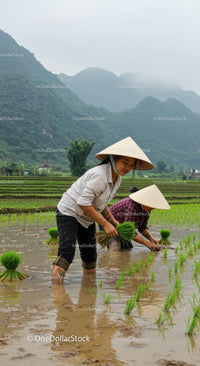 Farmers Planting Rice in Scenic Asian Paddy Field
