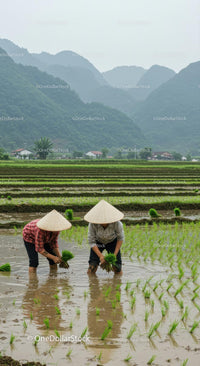 Farmers Planting Rice in Lush Green Vietnamese Paddy Field