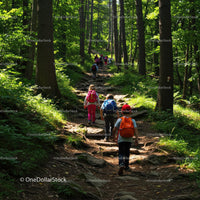 Children's Hiking Adventure in Lush Green Forest