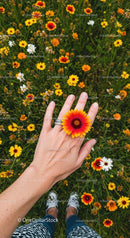 Hand Adorning a Vibrant Orange and Yellow Flower in Bloom