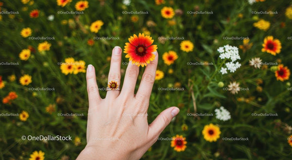 Hand Holding Vibrant Red and Yellow Wildflower