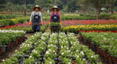 Women Gardeners with Wheelbarrow in Vibrant Flower Nursery