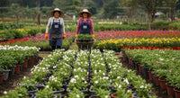 Women Gardeners with Wheelbarrow in Vibrant Flower Nursery