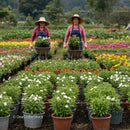 Women Gardeners with Floral Pots in Vibrant Nursery