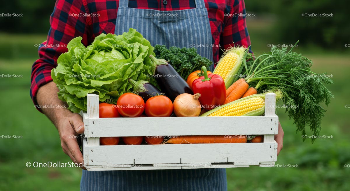 Farmer Holding Crate of Fresh Organic Vegetables