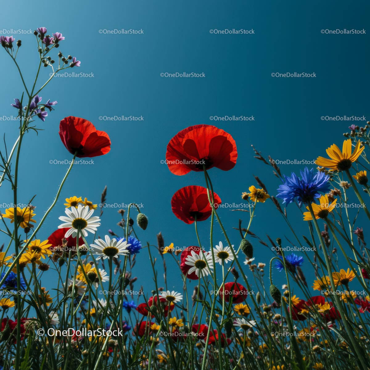 Vibrant Summer Meadow with Red Poppies and Wildflowers