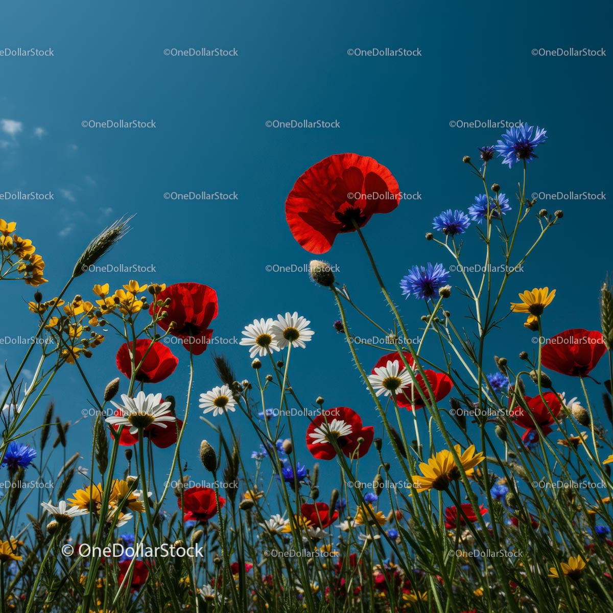 Vibrant Wildflowers with Red Poppies and Blue Cornflowers