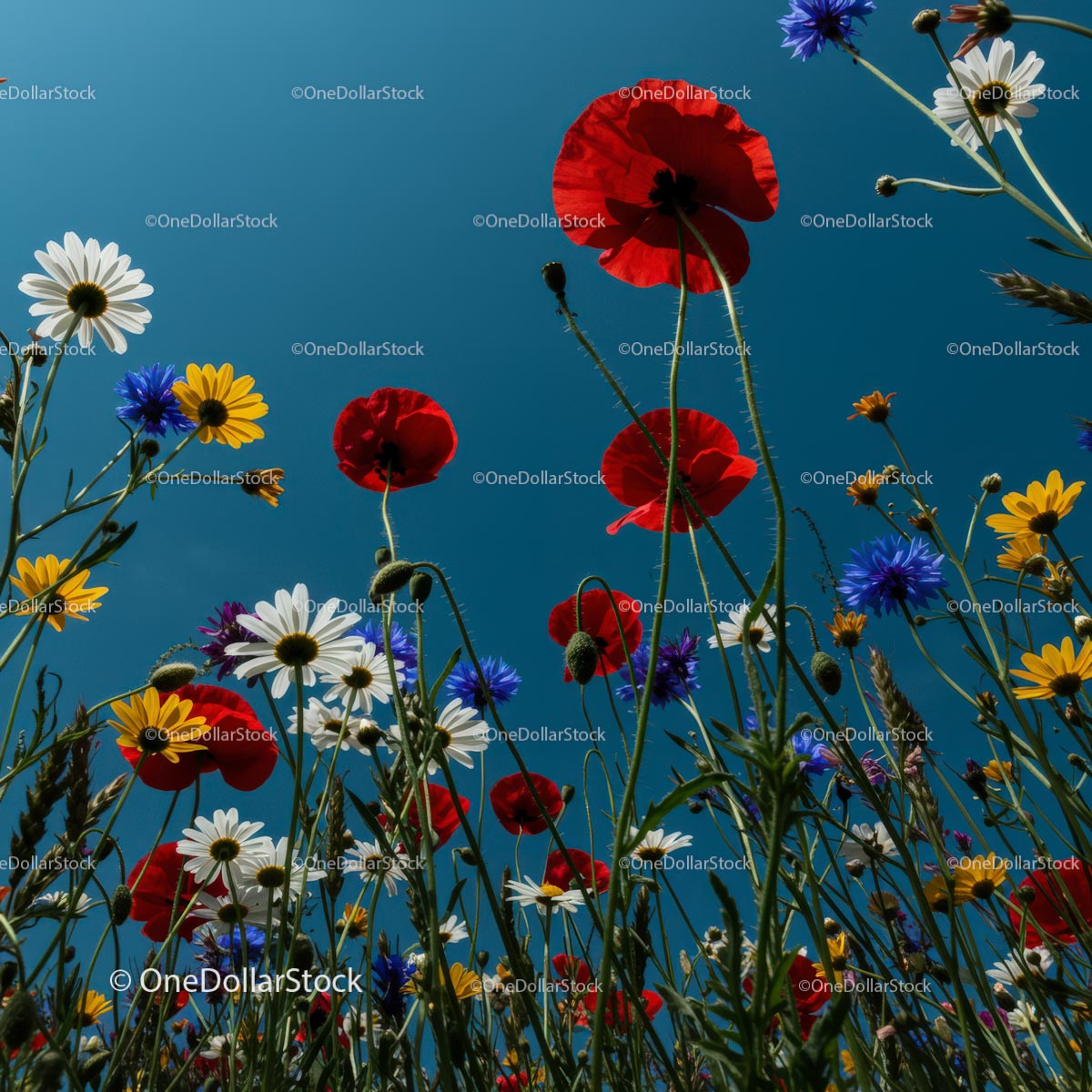 Vibrant Wildflower Meadow under Blue Sky