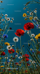 Colorful Wildflowers in a Sunny Meadow