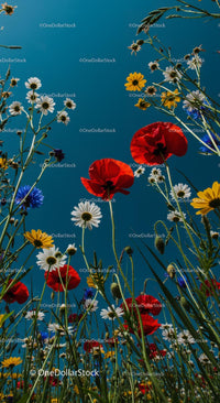 Colorful Wildflowers in a Sunny Meadow