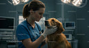 Veterinarian Examining Golden Retriever in Clinic