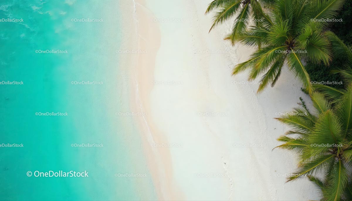 Aerial View of Tropical Beach with Palm Trees and Turquoise Waters