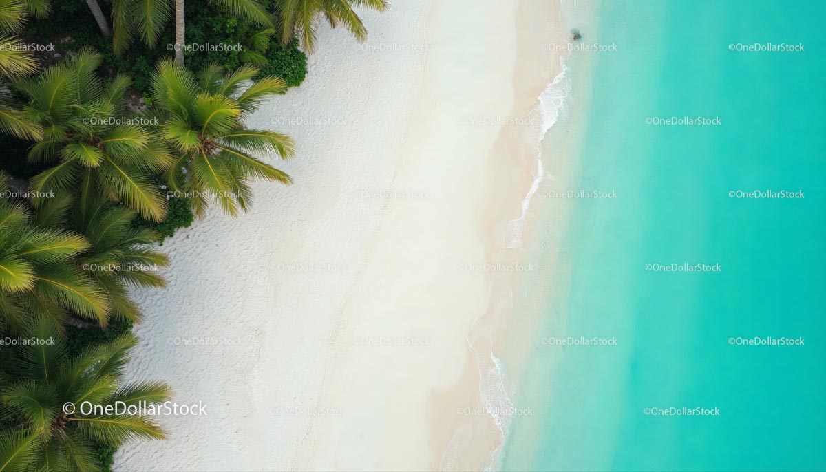 Tropical Beach Aerial with Lush Palm Trees and Turquoise Water