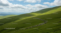 Flock of Sheep Grazing on Verdant Hillside