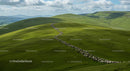 Herd of Sheep Grazing on Lush Green Rolling Hills