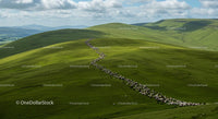 Herd of Sheep Grazing on Lush Green Rolling Hills