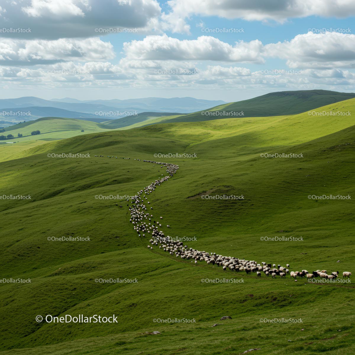 Sheep Herding Across Rolling Green Hills Under Cloudy Sky