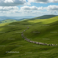 Sheep Herding Across Rolling Green Hills Under Cloudy Sky