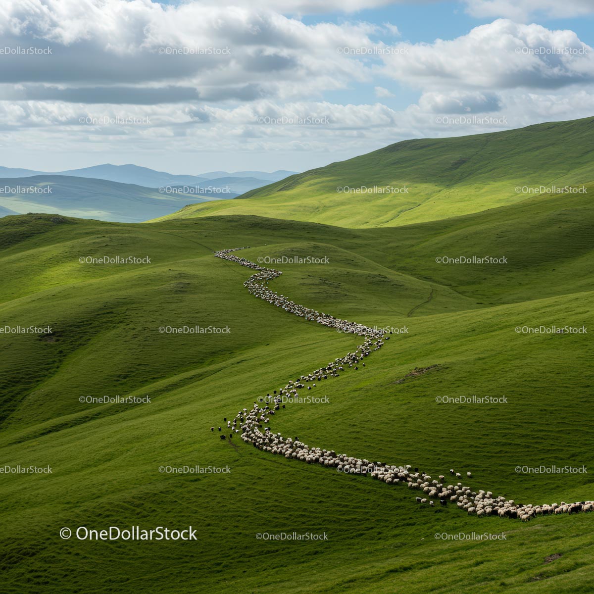 Flock of Sheep Grazing on Verdant Rolling Hills