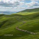 Flock of Sheep Grazing on Verdant Rolling Hills