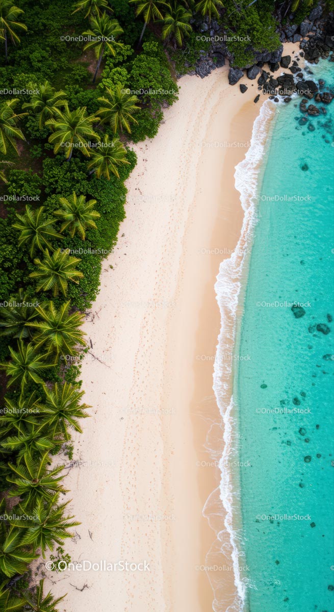 Tropical Aerial View of Palm-Fringed Sandy Beach