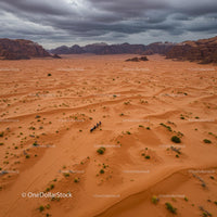 Camel Caravan Crossing Vast Orange Desert Dunes