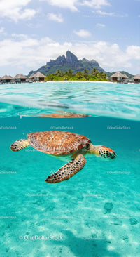Tropical Island with Sea Turtle and Overwater Bungalows