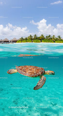 Sea Turtle Swimming in Tropical Island Waters with Resort View