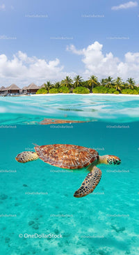 Sea Turtle Swimming in Tropical Island Waters with Resort View