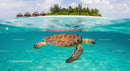 Sea Turtle Swimming in Turquoise Waters by Tropical Island