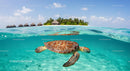 Sea Turtle in Crystal Waters Near Tropical Island