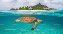 Sea Turtle Gliding by Tropical Island Bungalows