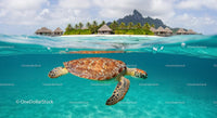 Sea Turtle Gliding by Tropical Island Bungalows