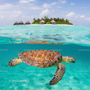Sea Turtle Swimming Near Exotic Island with Overwater Bungalows