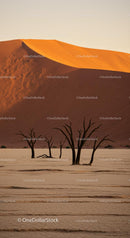 Sunset Over Desert Dunes with Silhouetted Dead Trees