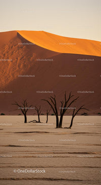 Sunset Over Desert Dunes with Silhouetted Dead Trees