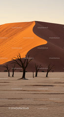 Majestic Sand Dune with Dead Trees at Sunset