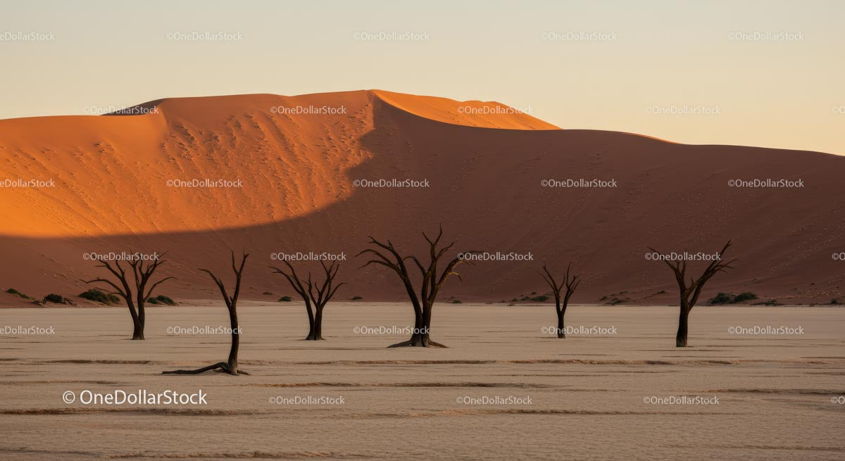 Stunning Deadvlei Landscape at Sunrise with Dead Trees