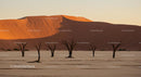 Stunning Deadvlei Landscape at Sunrise with Dead Trees