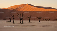 Majestic Dead Trees Amidst Namib Desert Dunes at Sunset