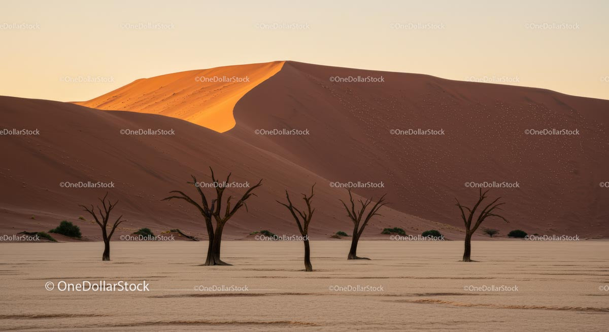 Barren Trees at Sunrise in Namib Desert