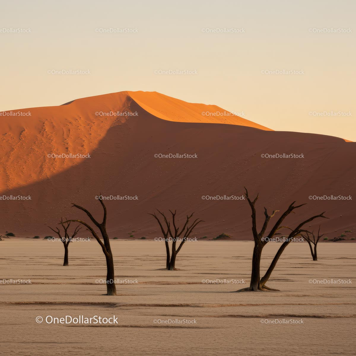 Scena pustyni Sossusvlei z martwymi drzewami o zachodzie słońca