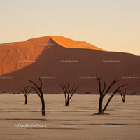 Sossusvlei Desert Scene with Dead Trees at Sunset