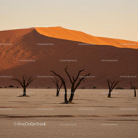 Dead Trees in the Namib Desert at Sunrise
