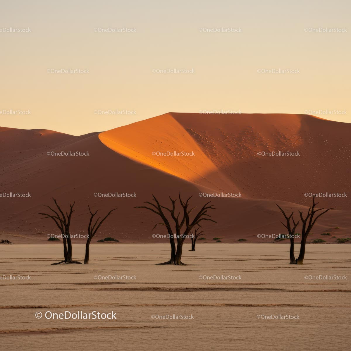 Golden Sand Dunes and Barren Trees at Sunset