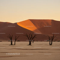 Golden Sand Dunes and Barren Trees at Sunset