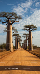 Majestic Baobab Trees Lining a Dusty Road in Madagascar