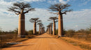Majestic Avenue of Baobab Trees in Madagascar