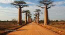 Majestic Avenue of the Baobabs in Madagascar